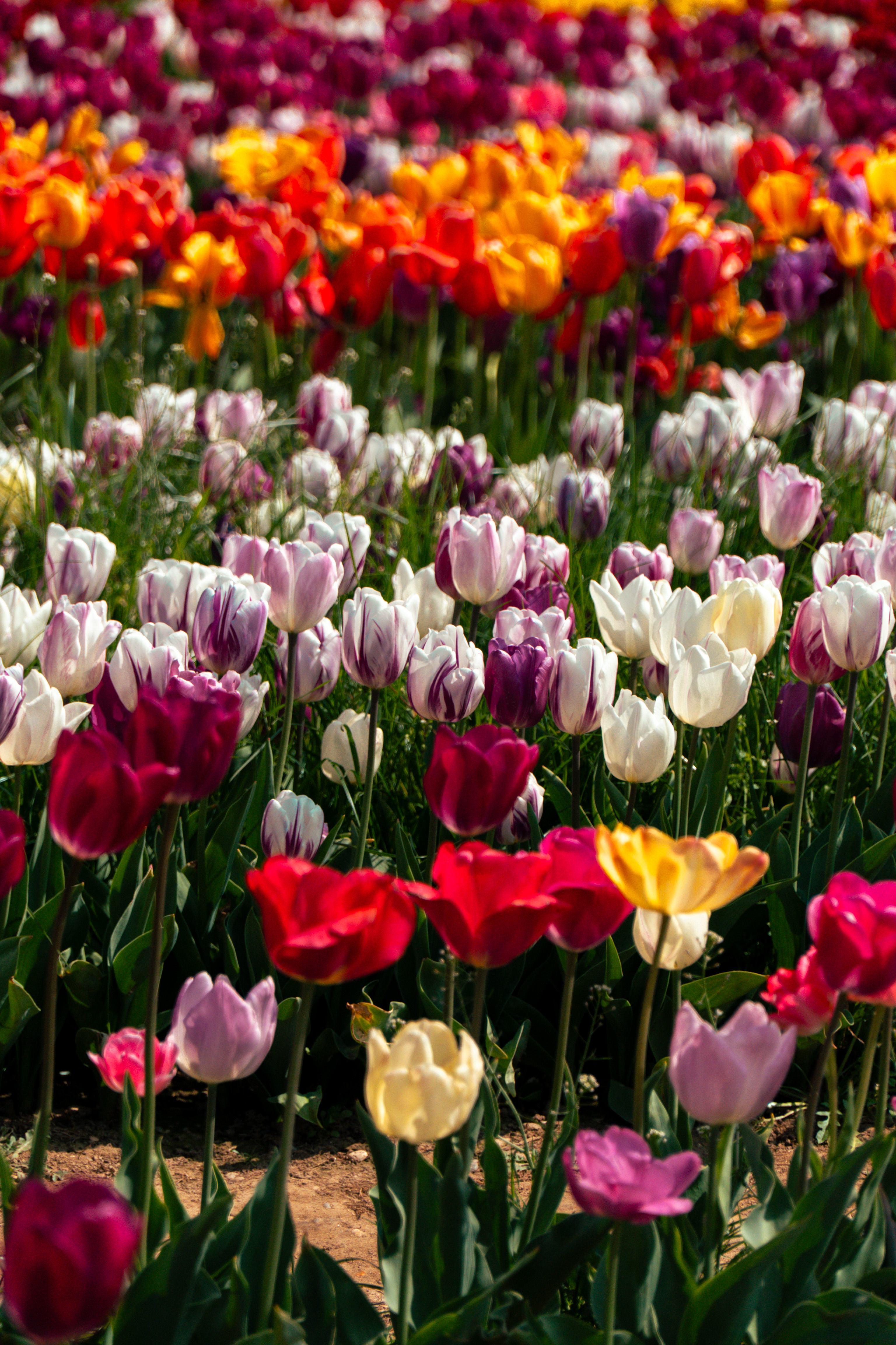 Portrait photography by Lucas Braga using natural light in a London park